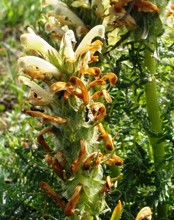 Pedicularis comosa (e P. hoermanniana)